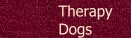 Our Therapy Dog Program